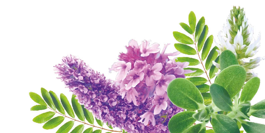 лакрица